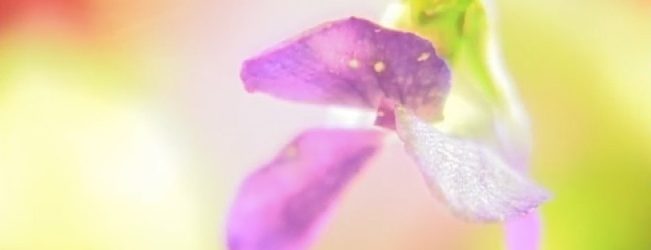 Small Plants by The Haiku Project video by Ireneusz Cyranek